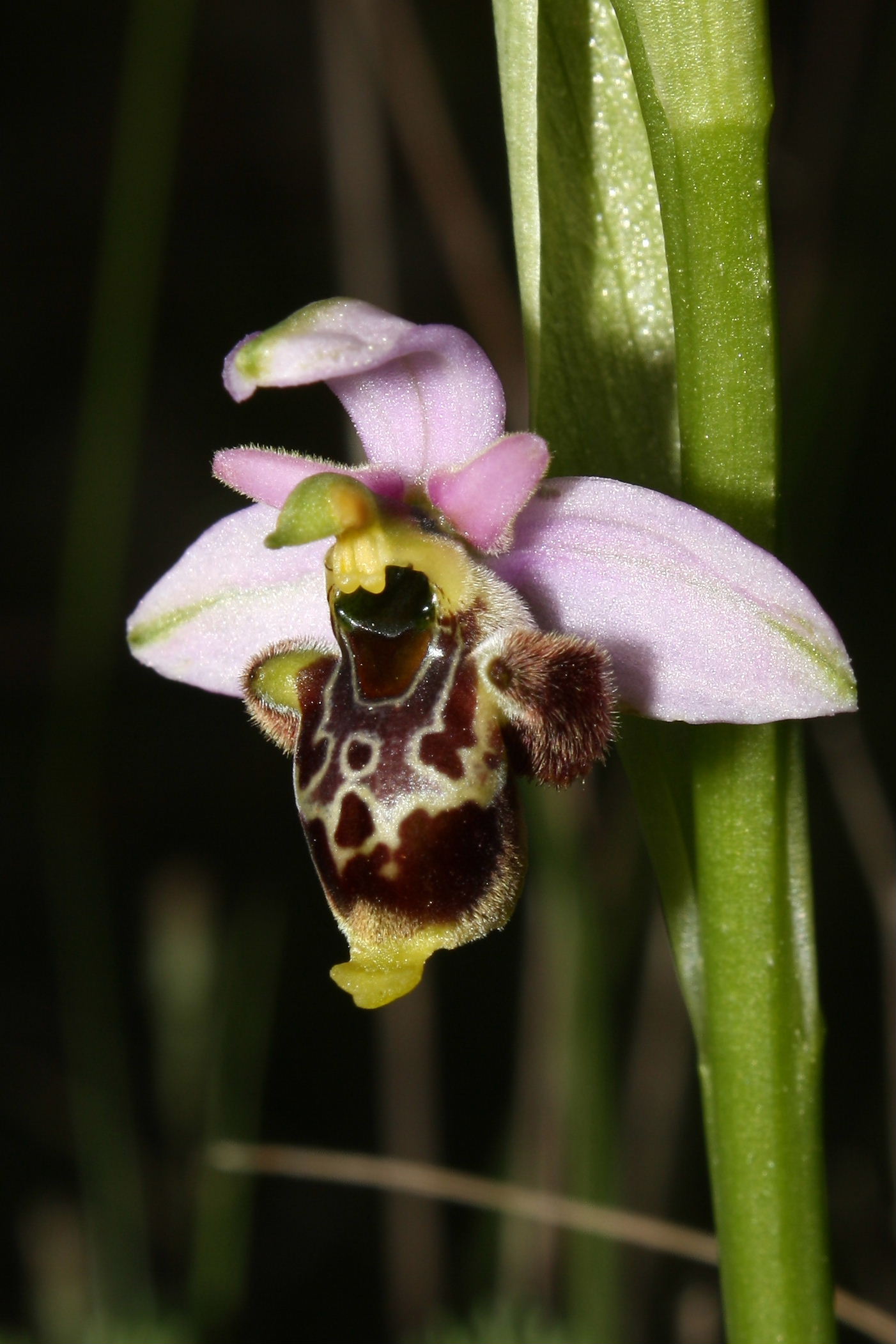 Sono tutte Ophrys tetraloniae ???